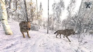 问道手游：告别单打独斗，组队闯荡中洲才是王道！